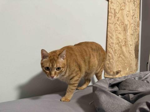 謝 - 我家大胖橘