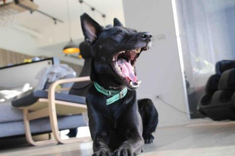 JustinPan - 寵物主題攝影