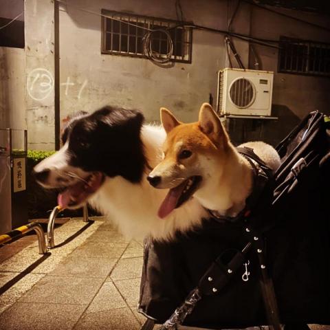 寵物日住/安親/散步等❣️寵物專車🚗到府接送🏡 - 遛狗實景