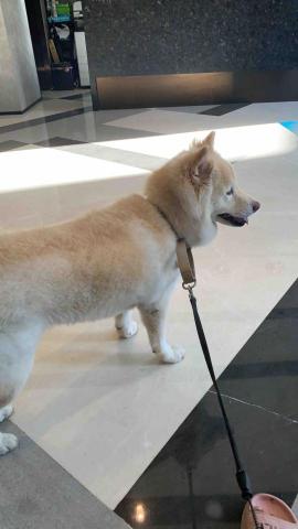 官尚嫻 - 寵物保姆：哈吉