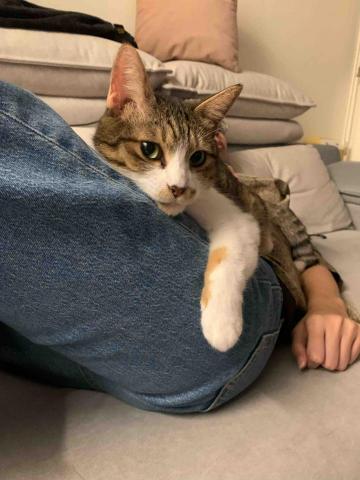 官尚嫻 - 寵物保姆：糙米