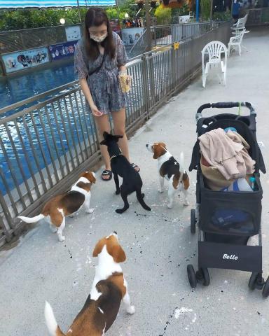 寵物日住/安親/散步等❣️寵物專車🚗到府接送🏡 - 前往雲林，中途毛孩，已成功讓他們都找到溫暖新家