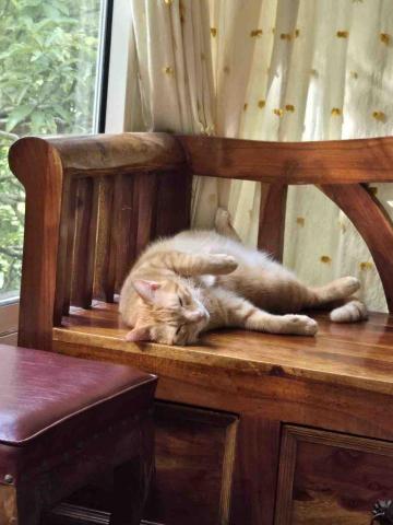 官尚嫻 - 家裏養的貓：吉姆