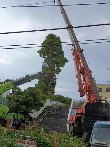 欣懋綠化工程有限公司 - 巨大樹木修剪
