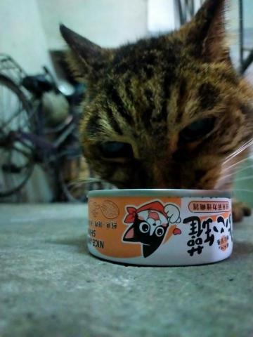 寵物日住/安親/散步等❣️寵物專車🚗到府接送🏡 - 