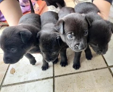 寵物日住/安親/散步等❣️寵物專車🚗到府接送🏡 - 曾救援+送養毛孩