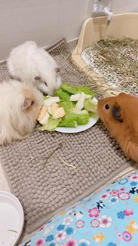 Cavyard - 天竺鼠寄宿