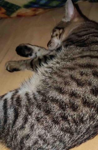 周姵吟 - 和貓咪一起睡覺