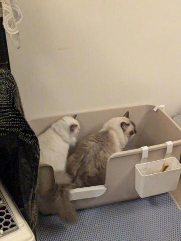 昴迷來了！保姆工作室 - 到府服務，檢查如廁狀況