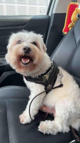 球球她媽 - 客人的寶貝，愛笑的瑪爾巨斯❤️拔比參加宴會短時間臨托❤️