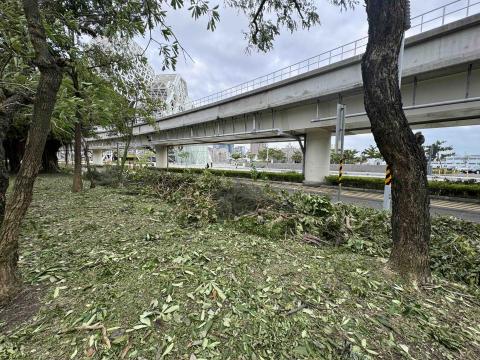 居泰企業有限公司 - 風災後的樹木鋸除
