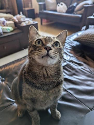 昴迷來了！保姆工作室 - 到府放飯、陪玩不可少