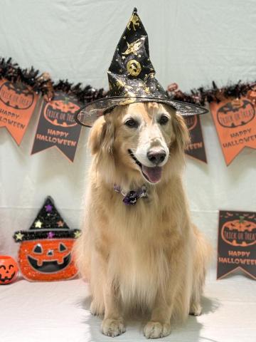 gogohmoe - 黃金獵犬美容