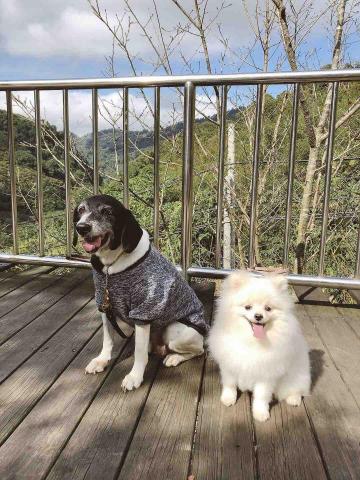 陳溫蒂 - 社會化訓練-露營