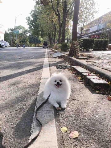 陳溫蒂 - 戶外服從訓練-趴下等待