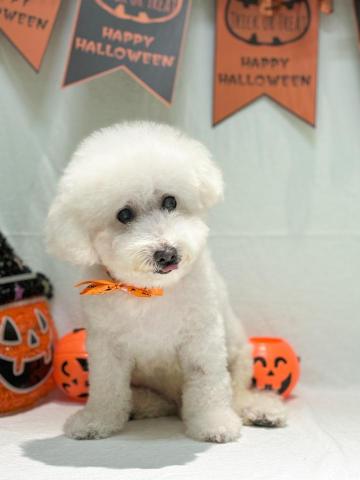 gogohmoe - 比熊年長犬洗澡美容