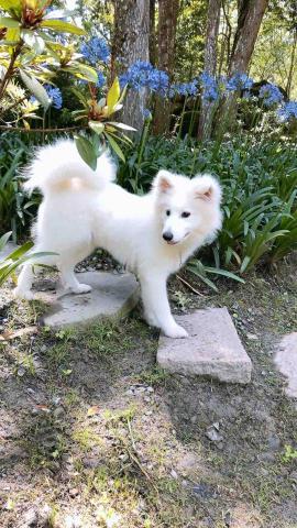 陳溫蒂 - 社會化訓練｜戶外服從訓練-等待