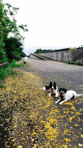 陳溫蒂 - 戶外服從訓練-趴下等待