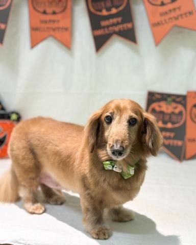 gogohmoe - 臘腸犬洗澡美容