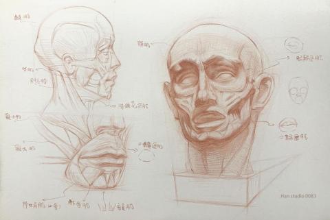 Han studio  邱柏翰 - 臉部肌肉結構分解

認識每個部位是由那些肌肉控制，及每個部位的形狀特徵能幫助我們畫人像時，知道明暗變化該如何取與捨