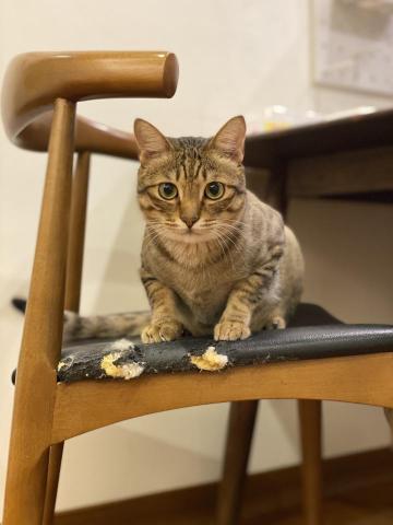 謝倢 - 第一次到府照顧的貓貓