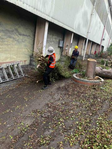 伍栩漢 - 拖樹枝?