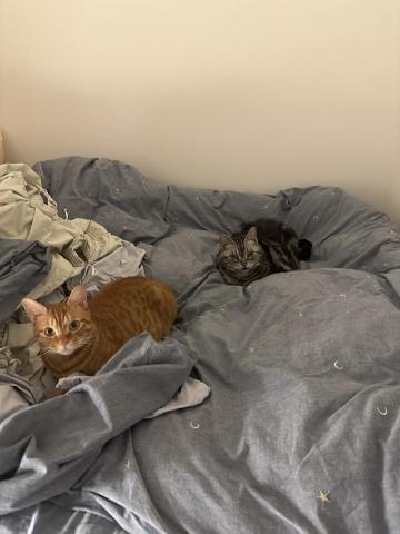 謝倢 - 我家的兩寶