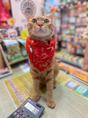 謝倢 - 我們家發發在寵物店打工，是超人氣的店貓喔