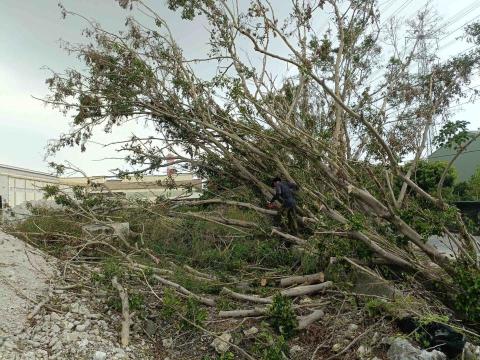 伍栩漢 - 颱風砍樹