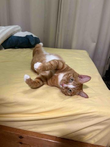 提供姐姐服務的專家謝