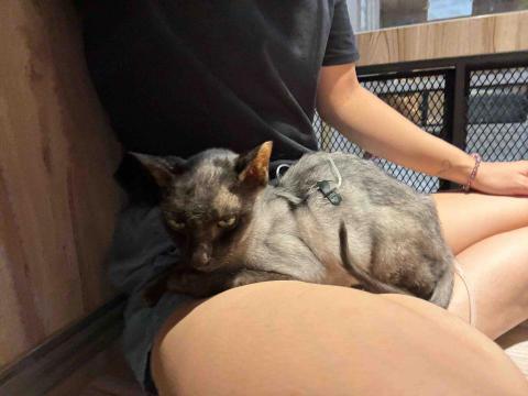 大小胖之家 - 需要特殊照護的貓要先私訊唷！