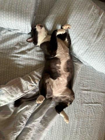 大小胖之家 - 我們家大胖，社牛貓，一般到府照顧是最簡單的。