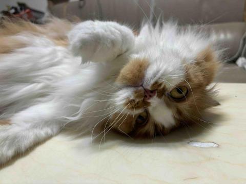 大小胖之家 - 長毛貓，時間允許會幫忙梳毛。