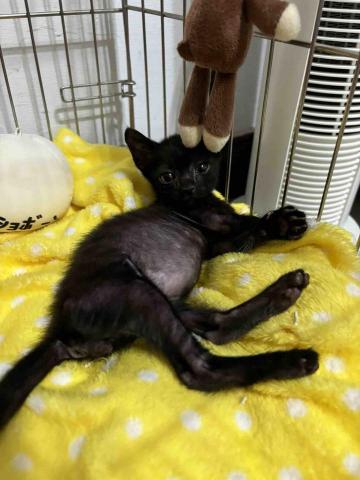 大小胖之家 - 奶貓沒事我不接，除非您的口袋夠深，畢竟就跟照顧新生兒一樣費時費力。