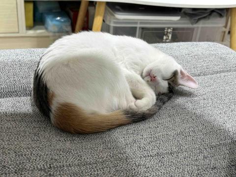 郭明綺 -  郭明綺 -