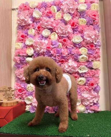 黃詩皓 - 日常照