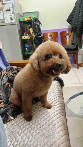 黃詩皓 - 我家的貴賓