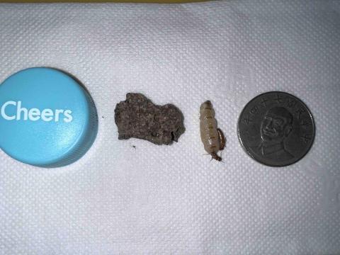 傑出專業除蟲工作室-專業除白蟻服務 - 從客戶家中白蟻防治捕獲蟻后蟻王