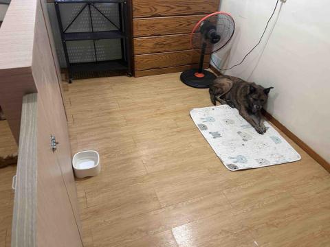 毛小窩寵物旅館-免費專車接送-合法經營（寵字營登皆有） - 中型犬包廂