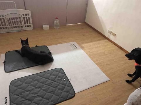 毛小窩寵物旅館-免費專車接送-合法經營（寵字營登皆有） - 大型犬包廂