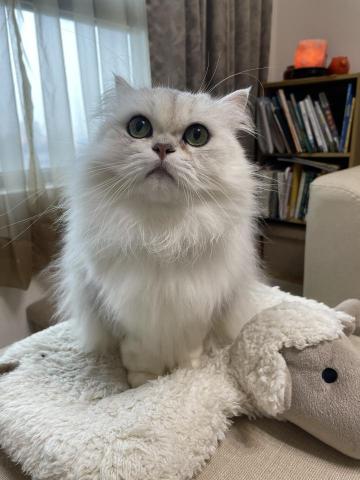 小湯哥到府餵貓 - 