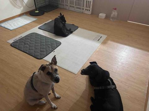 毛小窩寵物旅館-免費專車接送-合法經營（寵字營登皆有） - 大型犬包廂