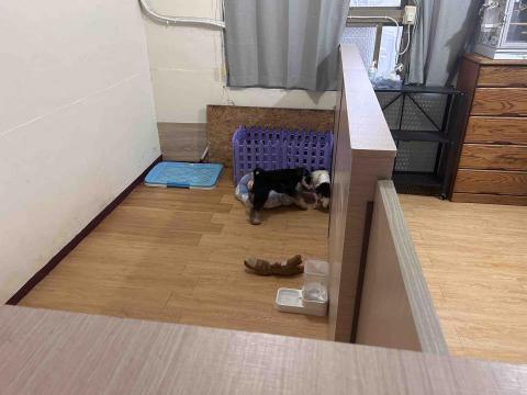 毛小窩寵物旅館-免費專車接送-合法經營（寵字營登皆有） - 小型犬包廂