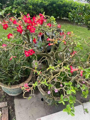 提供割草服務的專家用心除草