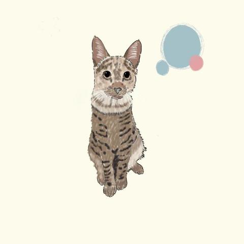 嘉儀 - 男友養的虎斑貓