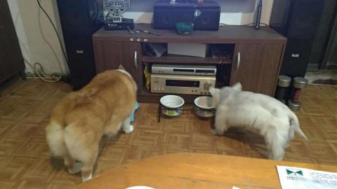 andy強 - 豆腐跟波波兩個吃飯的樣子