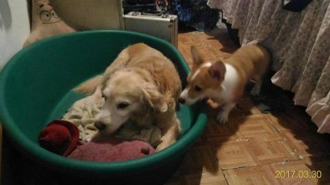 andy強 - 我的寶貝薯條寶寶跟來住宿的波波?