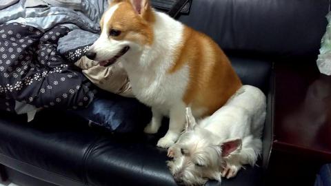 andy強 - 波波跟另外一隻來住宿的叫豆腐