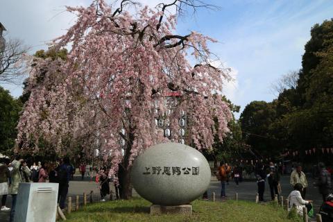 高鴻修 - 住日本到處有滿滿的櫻花?