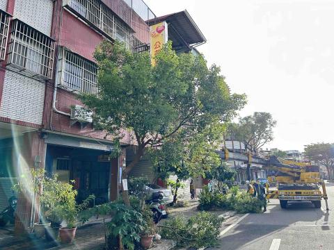 瑋羽園藝工坊 - 行道樹修剪（中）